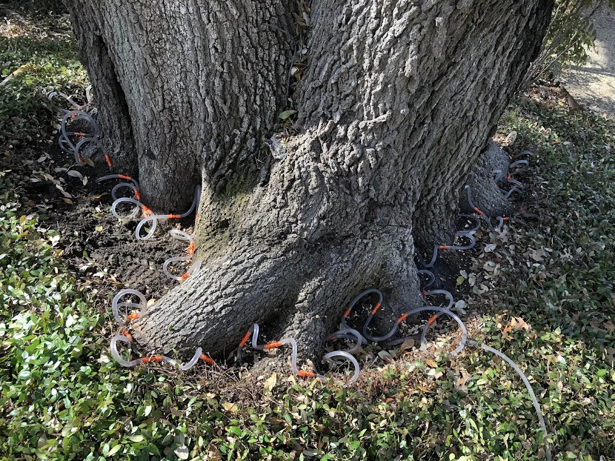 Detailed Tree Cabling and Bracing job site in Lewisville