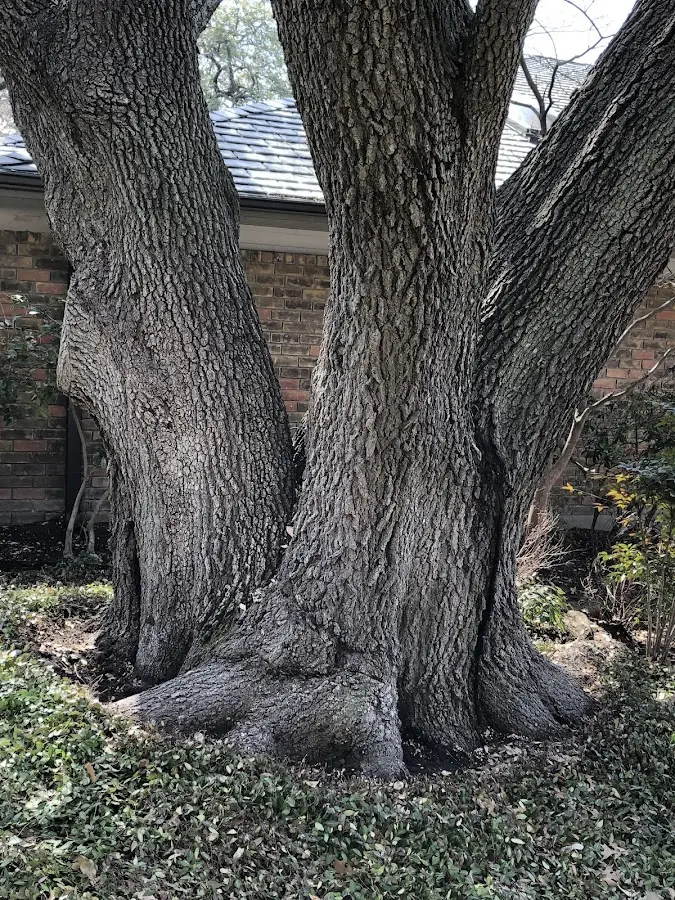Mature heritage tree close to a Lewisville property cared for by certified arborists
